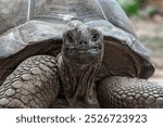 Aldabra giant tortoise close-up. La Digue Island, Seychelles