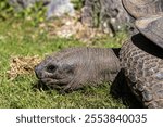 Aldabra giant tortoise, Curieuse Marine National Park, Curieuse Island, Seychelles