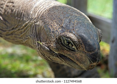 Aldabra giant tortoise, Curieuse Marine National Park, Curieuse Island, Seychelles - Shutterstock ID 1127494568