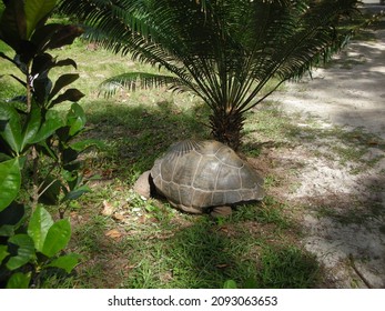 Aldabra Giant Tortoise ( latin name Aldabrachelys gigantea) species  is one of the largest tortoises in the world in La Digue island, Seychelles, Indian Ocean.