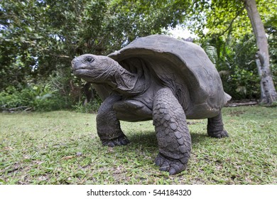 Giant Tortoise Geochelone Gigantea Bird Island Stock Photo (Edit Now ...