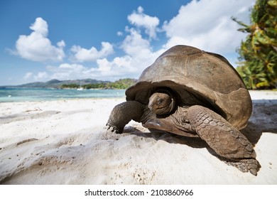 Aldabra giant tortoise on sand beach. Close-up view of turtle in Seychelles.