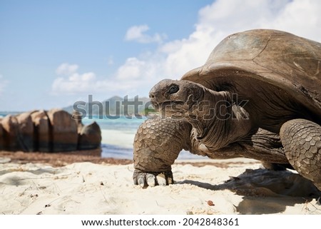 Aldabra giant tortoise on sand beach. Close-up view of turtle against seascape in Seychelles.

