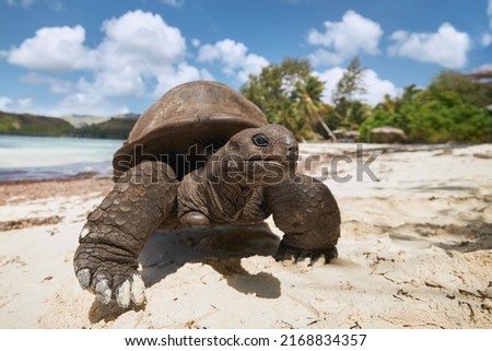 Aldabra giant tortoise on sand beach. Close-up view of turtle in Seychelles.
