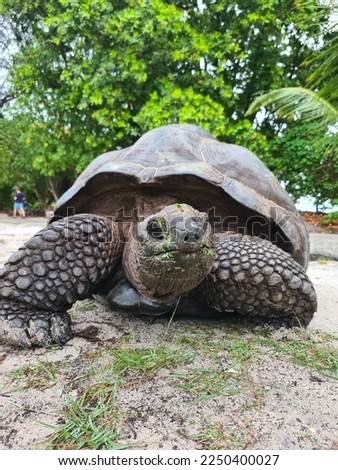 Aldabra giant tortoise in Seychelles