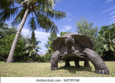 4,494 Seychelles tortoise Images, Stock Photos & Vectors | Shutterstock