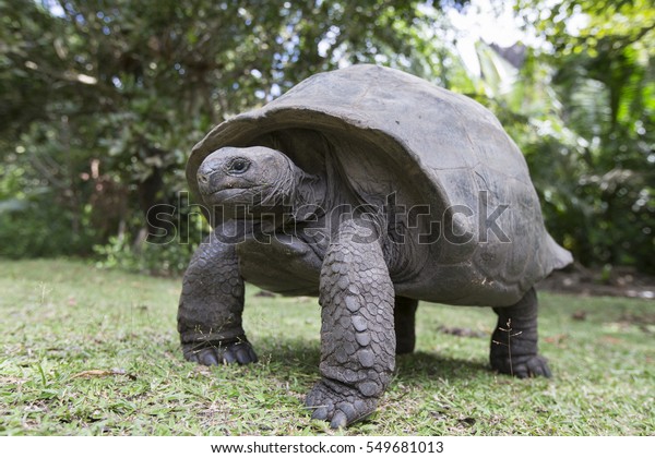Aldabra\
Giant Tortoise  at tropical island in\
Seychelles