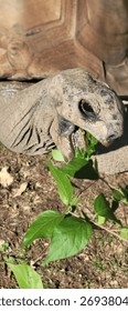 Aldabra tortoise does a chomp on some green leaves