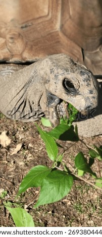 Aldabra tortoise does a chomp on some green leaves
