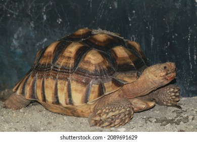 1,577 Tortoise hiding in shell Images, Stock Photos & Vectors ...