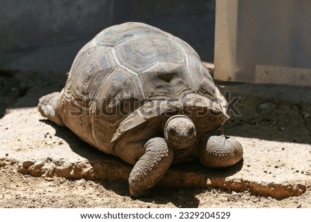 Aldabrachelys gigantea hololissa. The giant turtle of Seychelles, also known as the giant turtle with Seychelles dome, is a turtle subspecies of the genus Aldabracholys.
