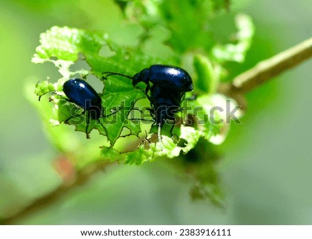 Alder beetles eating from Alder leaf (Agelastica alni)