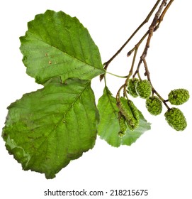 alder branch with green cones isolated on white background