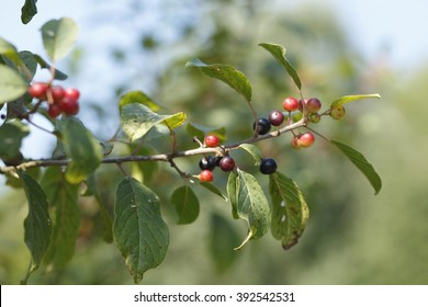 Alder Buckthorn In Garden