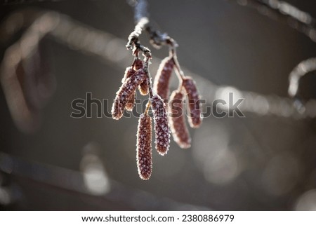 Alder catkins covered with light frost in winter
