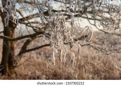 Alder catkins on the tree in winter