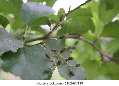 Alder Clots On An Alder Tree