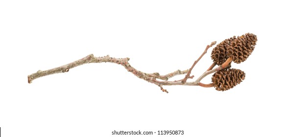 2,289 Alder Cone Images, Stock Photos & Vectors | Shutterstock