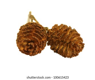 Alder Cones