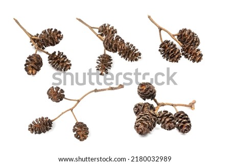 Alder cones isolated. Alnus cone on a branch, dry alder twig on white background