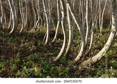 Alder Forest, Trees With Curved Trunks