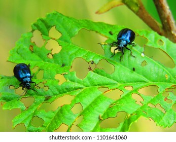 Alder Leaf Beetle, Agelastica Alni,