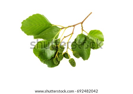 Alder leaves on white background
