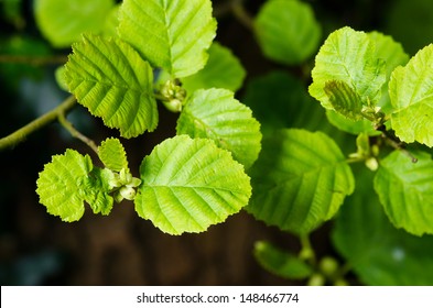 Alder Tree