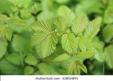 Alder Tree Leaves