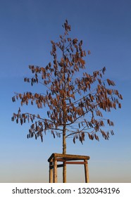 Alder Tree With Pollen