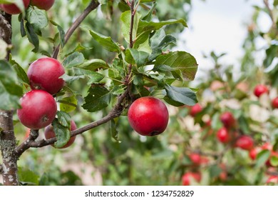 Alderman Apple Tree With Fruit.