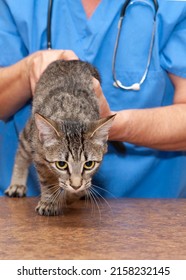 Ale Doctor Veterinarian With Stethoscope Is Examining Cute Tabby Cat At Vet Clinic.