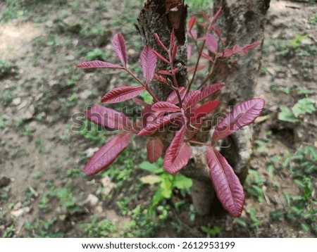 Alectryon is a genus of about 30 tree and shrub species from the Sapindaceae family, native to Australasia, Southeast Asia, and various Pacific islands, thriving in diverse habitats.