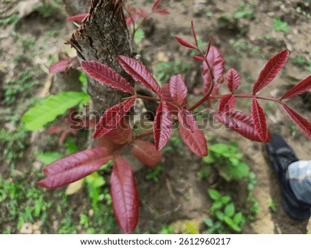 Alectryon is a genus of about 30 tree and shrub species from the Sapindaceae family, native to Australasia, Southeast Asia, and various Pacific islands, thriving in diverse habitats.