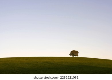 Alentejo plain (Portugal) in the beginning of spring (late evening light) - Shutterstock ID 2295521091