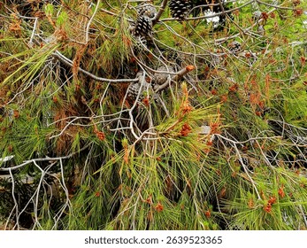 Aleppo Pine Tree Branches with Cones and Green Needles