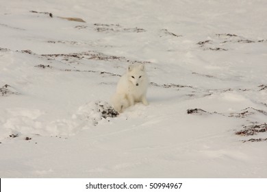 Alert Arctic Fox On White Snow Near Hudson Bay, Canada