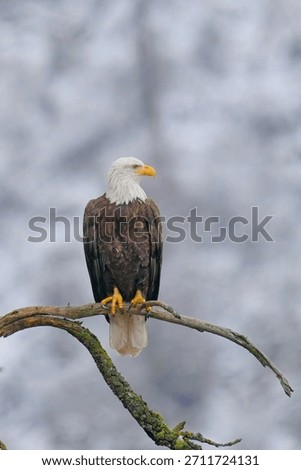 An alert bald eagle perched on a barren branch is searching for fish below near Coeur d'Alene, Idaho.