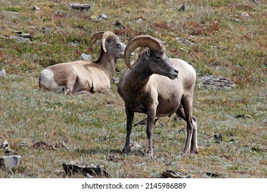 Alert Bighorn sheep, Rocky Mountain National Park, Colorado USA
