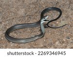 An alert Black mamba (Dendroaspis polylepis) 