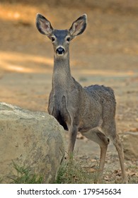 Alert Black Tailed Deer Standing At Attention
