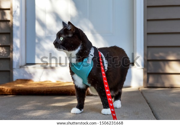 tuxedo cat harness