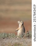 An alert black-tailed prairie dog standing near its burrow. Photographed at eye level at Greycliff Prairie Dog Town State Park in Greycliff, Montana.