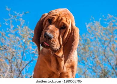 Alert Bloodhound Puppy