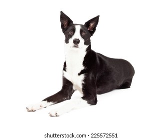 Border Collie Short Hair Images Stock Photos Vectors Shutterstock