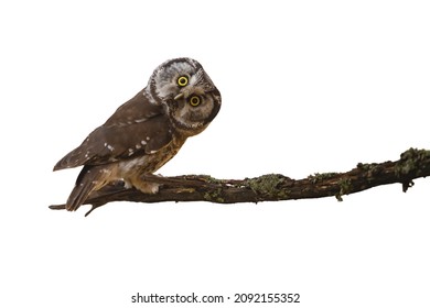 Alert boreal owl staring on branch isolated on white background