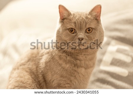 An alert British Shorthair cat sits on patterned sofa, its golden eyes reflecting a warm glow