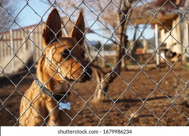 Alert Brown Dog Behind Fence