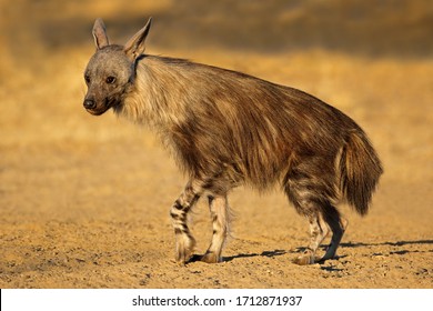 An Alert Brown Hyena (Hyaena Brunnea), Kalahari Desert, South Africa
