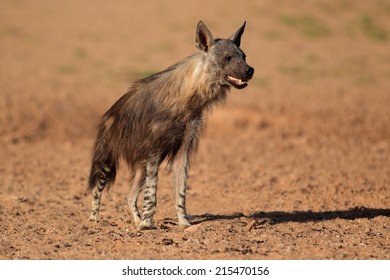 Alert Brown Hyena (Hyaena Brunnea), Kalahari Desert, South Africa